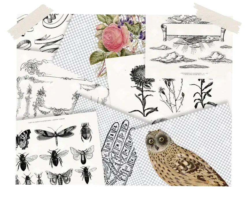 A collage of vintage PNG specimens - flowers, insects, typography and an owl - on a transparent checker background