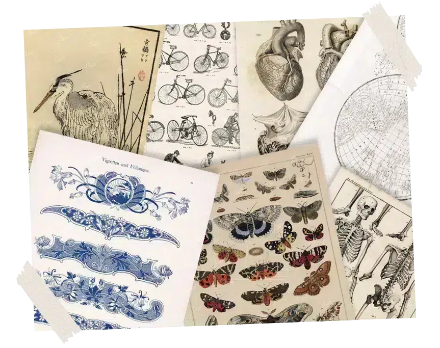A collage of hand-drawn birds, insects, and botanical specimens from antique plates