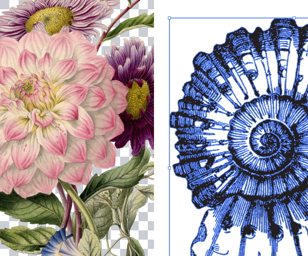 A transparent-background floral PNG beside a blue vintage vector engraving