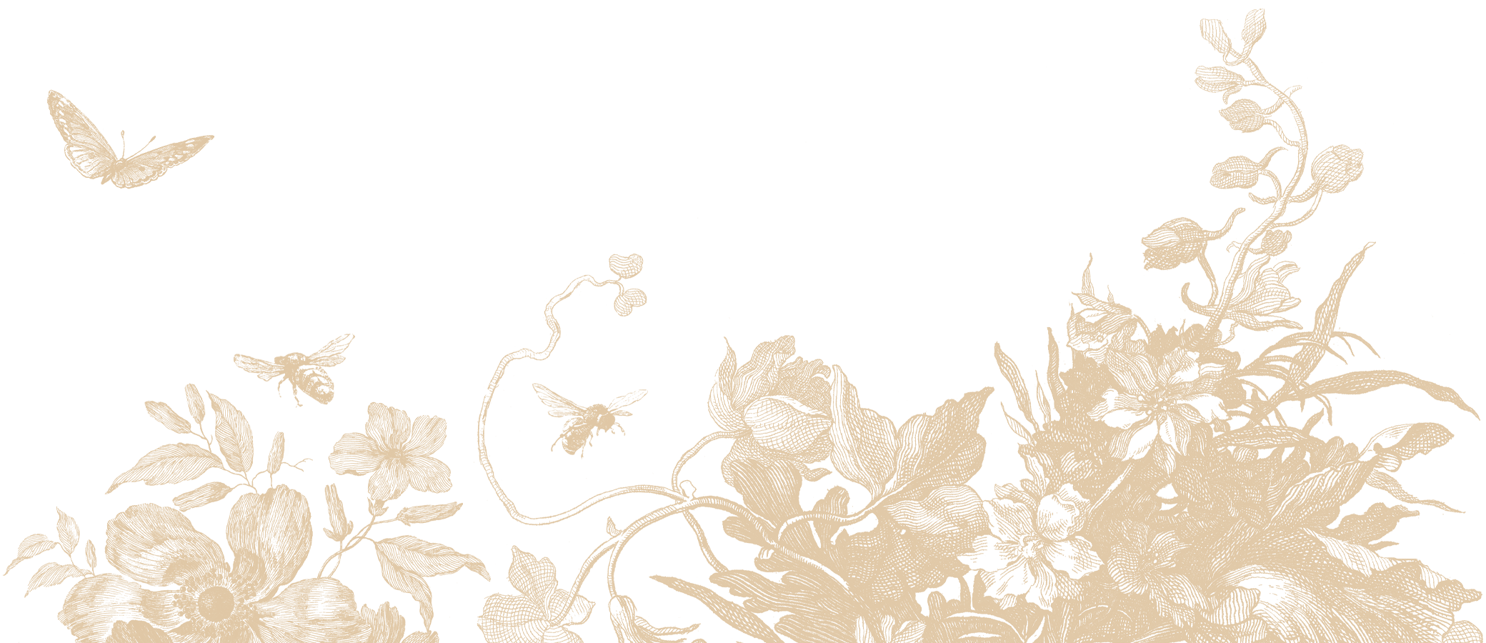 Engraved flower illustration