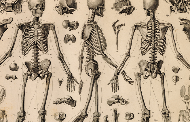 Skeleton Anatomy Plate