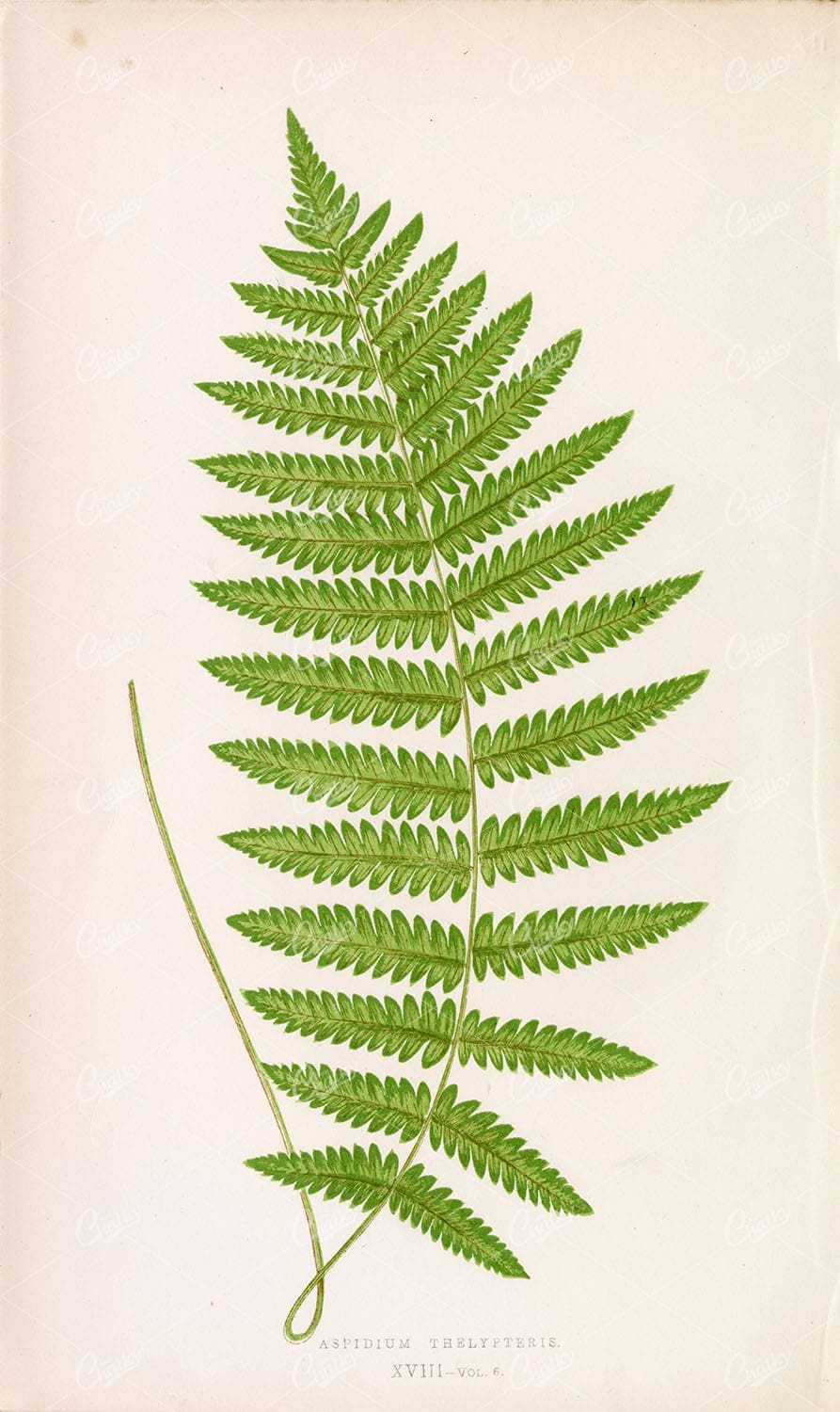 FERNS Edward Joseph Lowe - Aspidium Thelypteris Plate XVIII Lithography - Botanical - Century Library