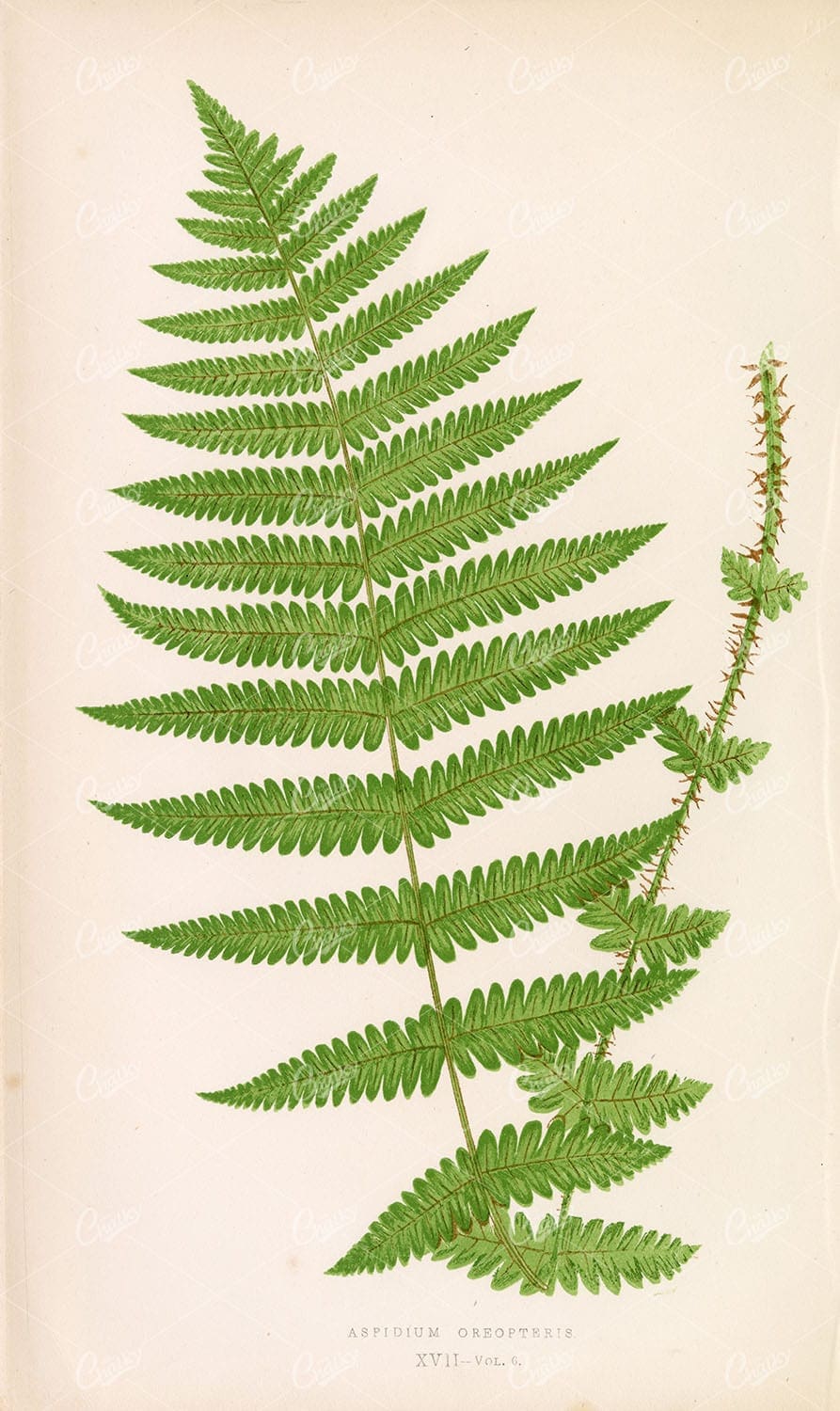 FERNS Edward Joseph Lowe - Aspidium Oreopteris Plate XVII Lithography - Botanical - Century Library