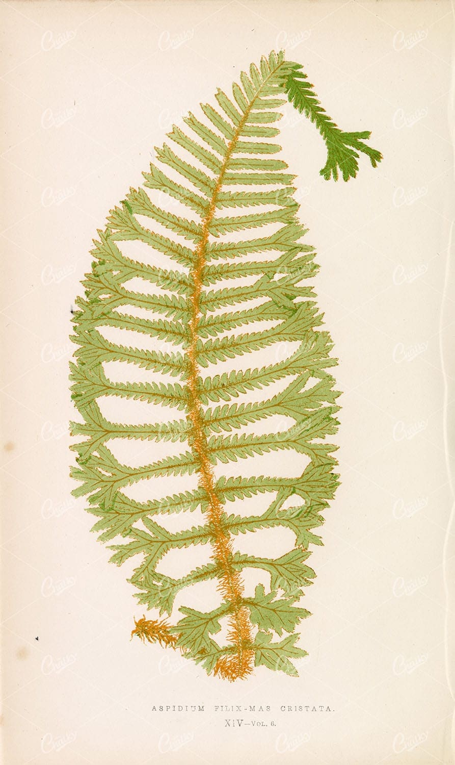 FERNS Edward Joseph Lowe - Aspidium Filix-Mas Cristata Plate XIV - Botanical - Century Library