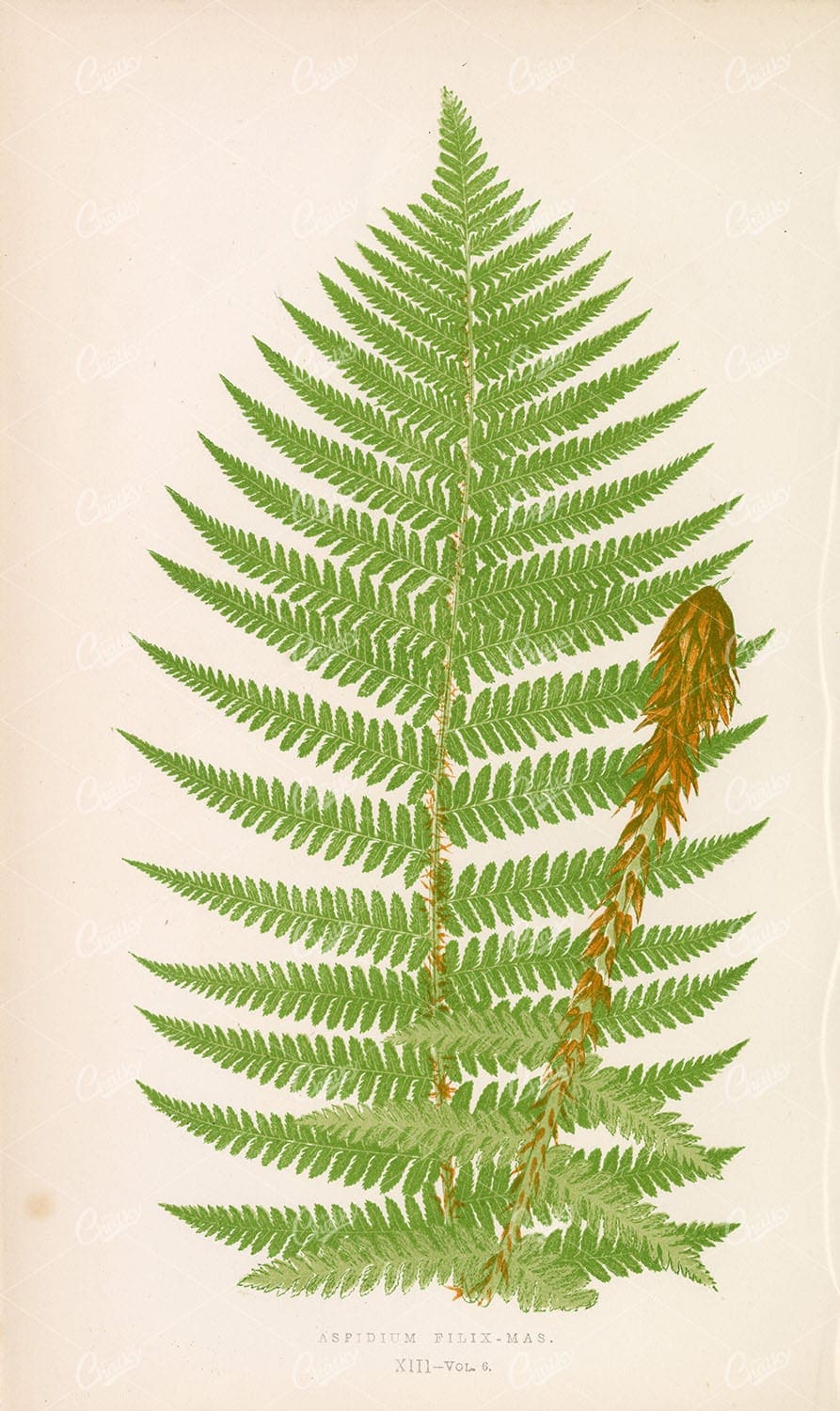 FERNS Edware Joseph Lowe - Aspidium Filix-Mas Plate XIII - Botanical Art Stock Image - Botanical - Century Library