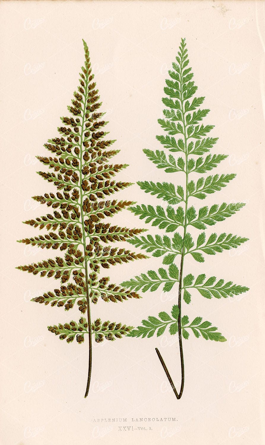 FERNS Edward Joseph Lowe - Asplenium Lanceolatum Botanical Art Stock Image - Plate XXVI - Botanical - Century Library