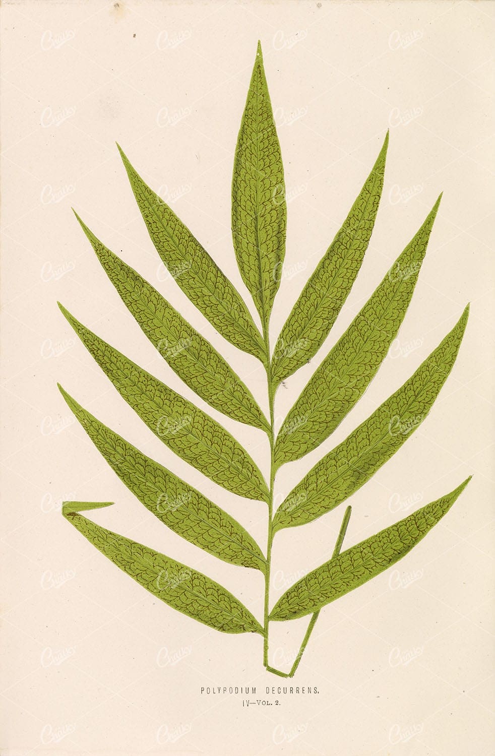 EDWARD LOWE Polypodium Decurrens VINTAGE Fern Botanical Art Stock Image Plate IV - Botanical - Century Library