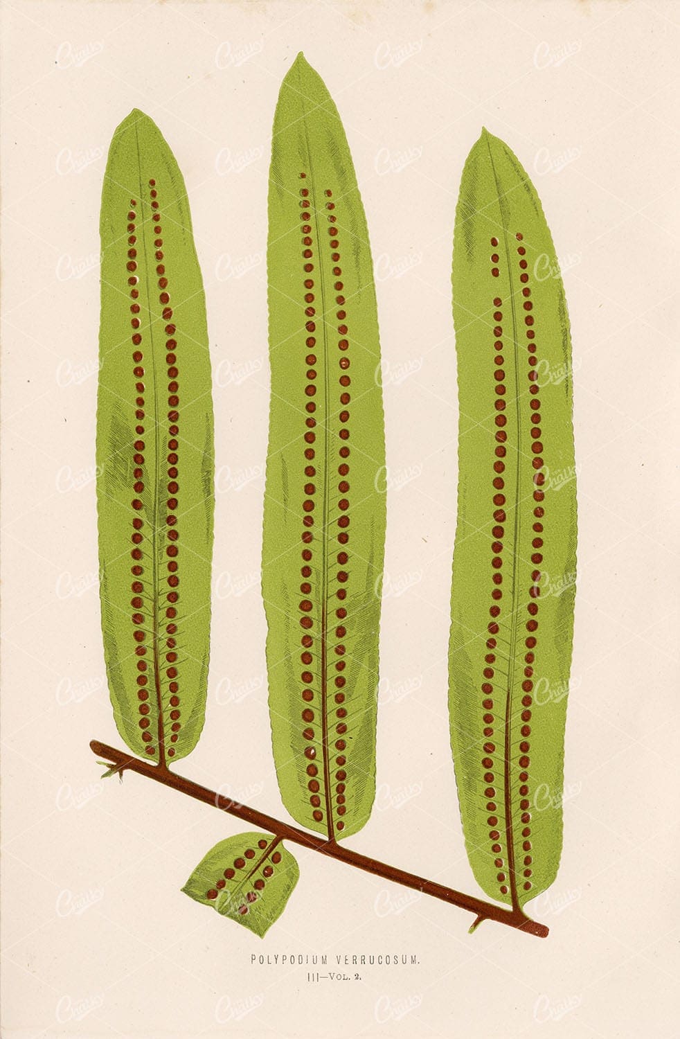 EDWARD LOWE Polypodium Verrucosum VINTAGE Fern Botanical Stock Image Plate III - Botanical - Century Library