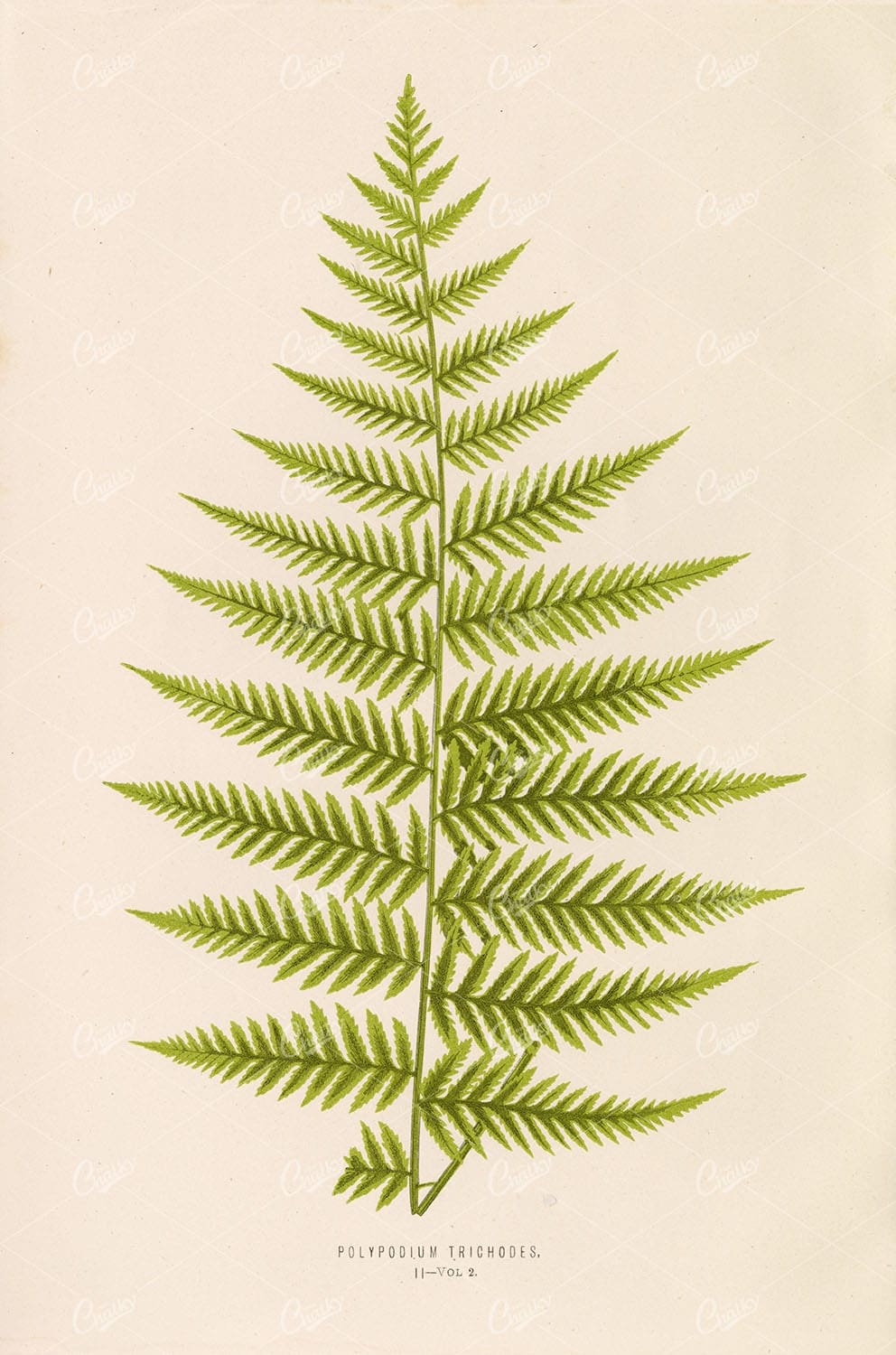 FERNS Edward Joseph Lowe Polypodium Trichodes VINTAGE Botanical Stock Image Plate II - Botanical - Century Library