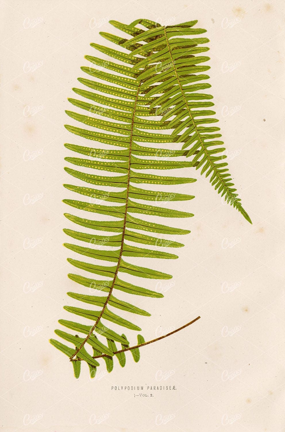 FERNS Edward Joseph Lowe Polypodium Paradiseae Botanical Stock Image Plate I - Botanical - Century Library