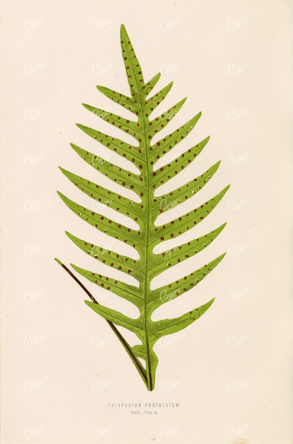 BOTANICAL Edward Lowe Polypodium Pustulatum VIII VINTAGE Art Stock Image - Botanical - Century Library
