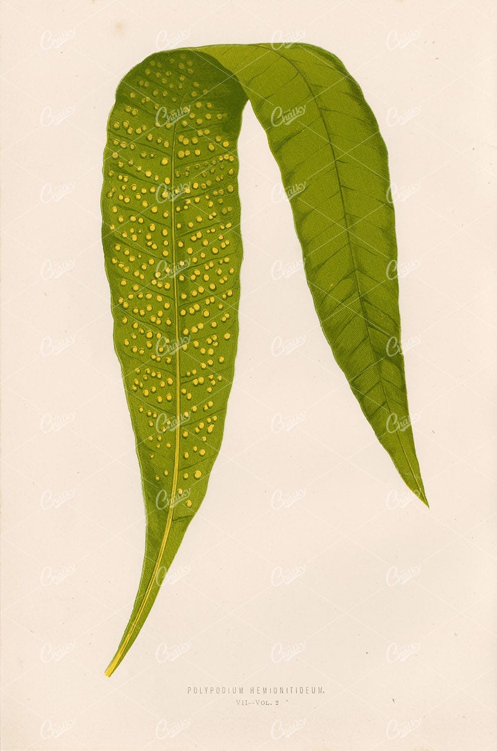 FERNS Edward Lowe Polypodium Hemionitideum VII Vintage Botanical Art - Botanical - Century Library