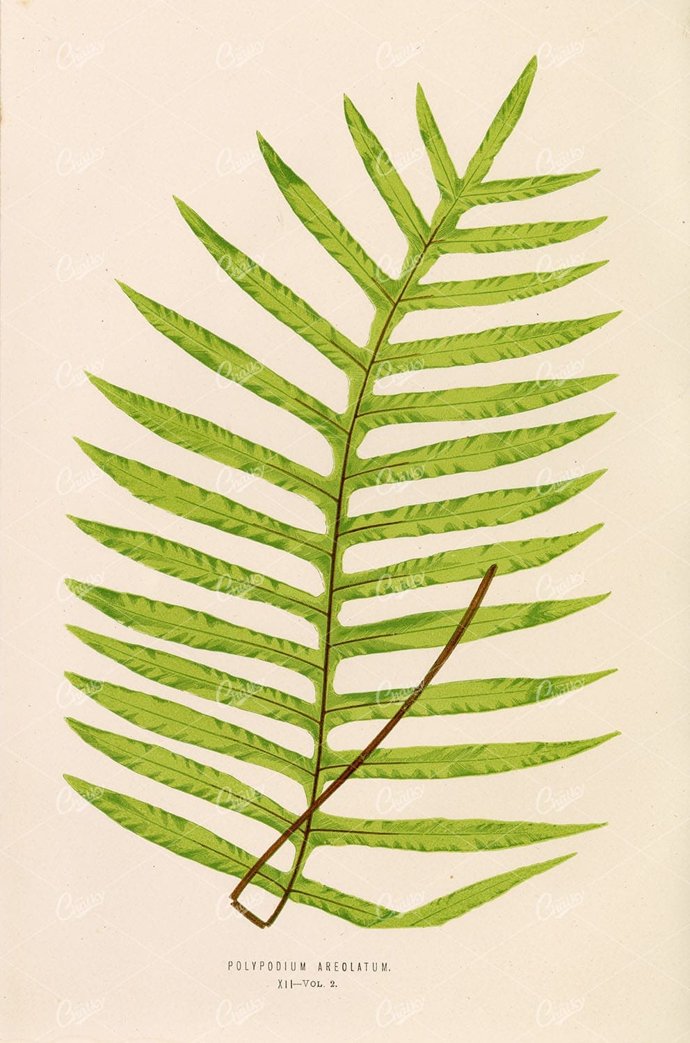 FERNS  Edward Lowe Polypodium Areolatum Plate XII BOTANY 1856 - Botanical - Century Library