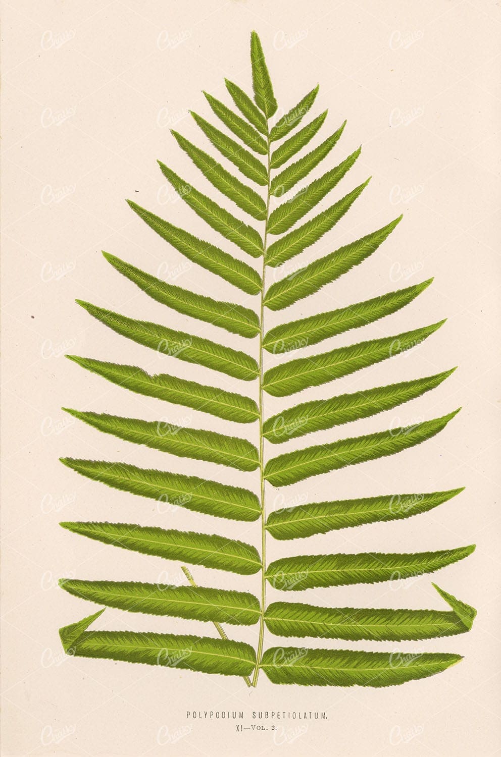 EDWARD LOWE Polypodium Subpetiolatum Plate XI BOTANICAL Art - Botanical - Century Library