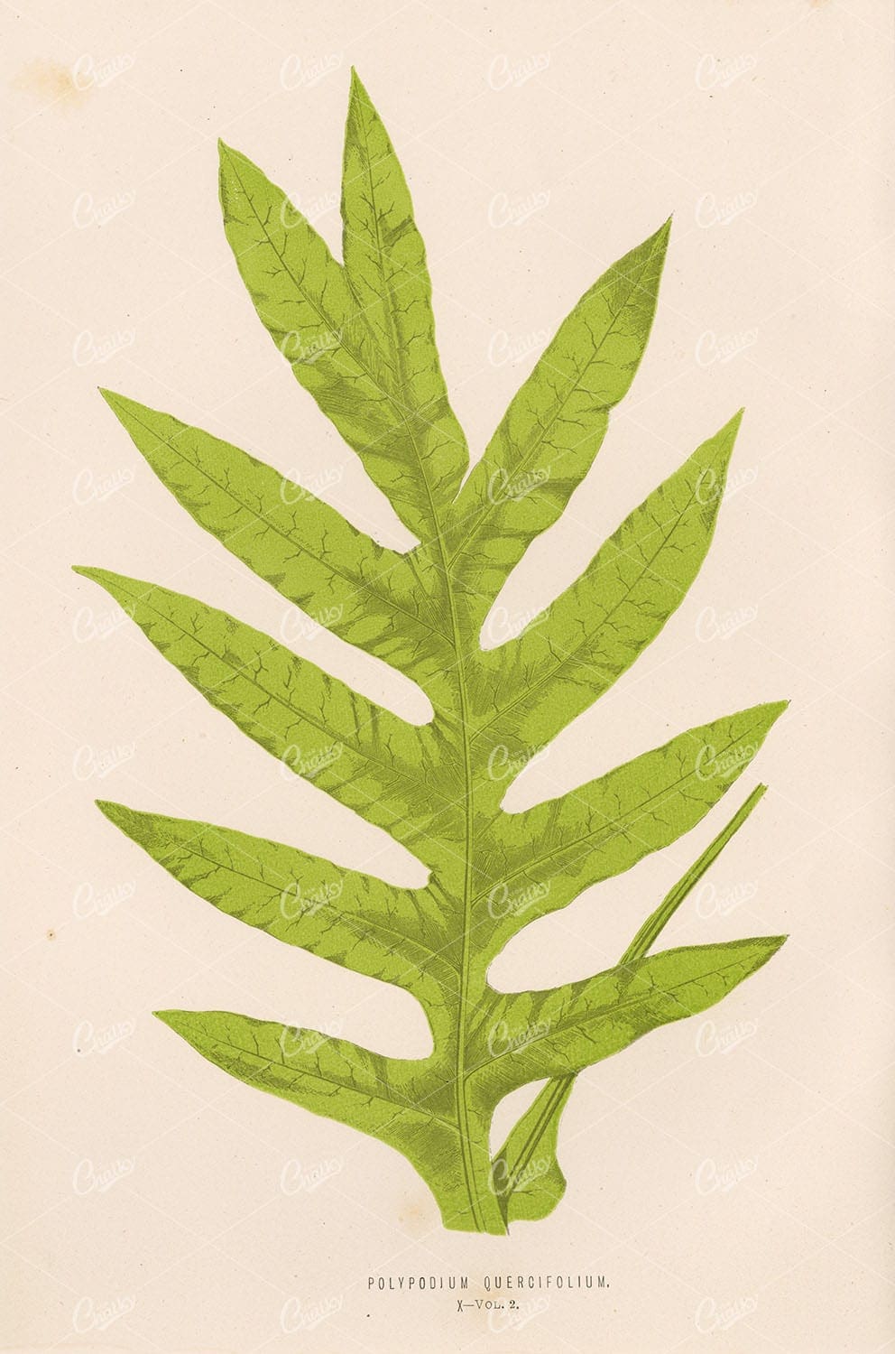 EDWARD LOWE Polypodium Quercifolium Plate X FERNS Art Stock Image - Botanical - Century Library