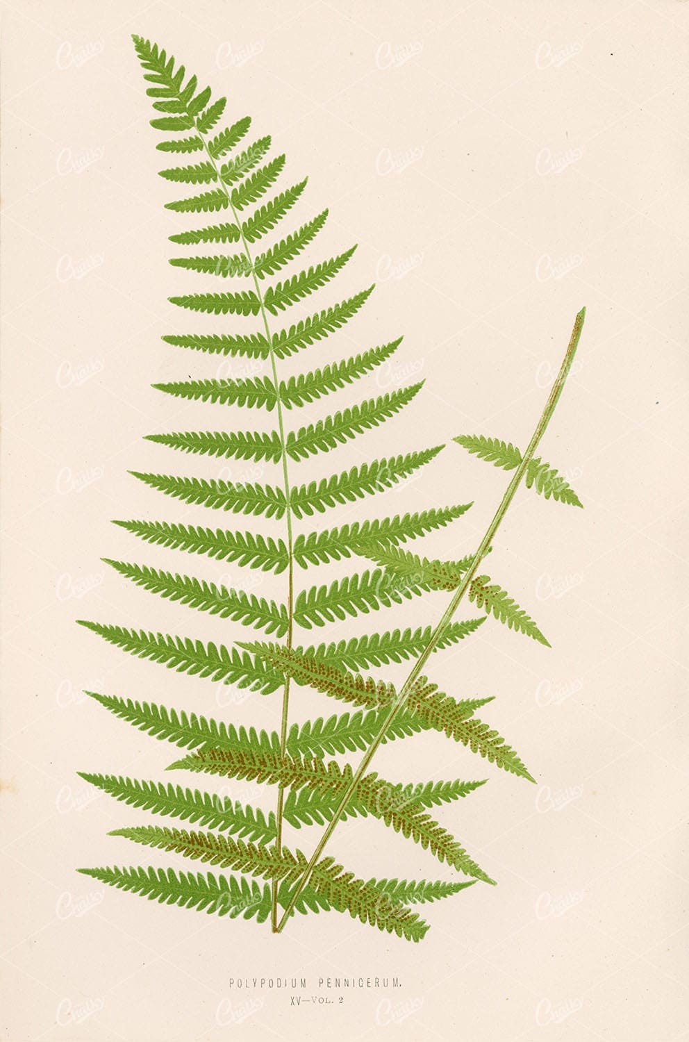 POLYPODIUM PENNIGERUM Edward Lowe Fern Art Stock Image Plate XV - Botanical - Century Library