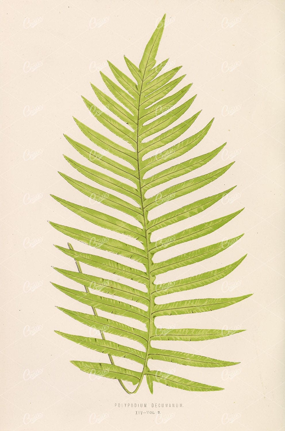 EDWARD LOWE Polypodium Decumanum Fern Art Stock Image Plate XIV - Botanical - Century Library