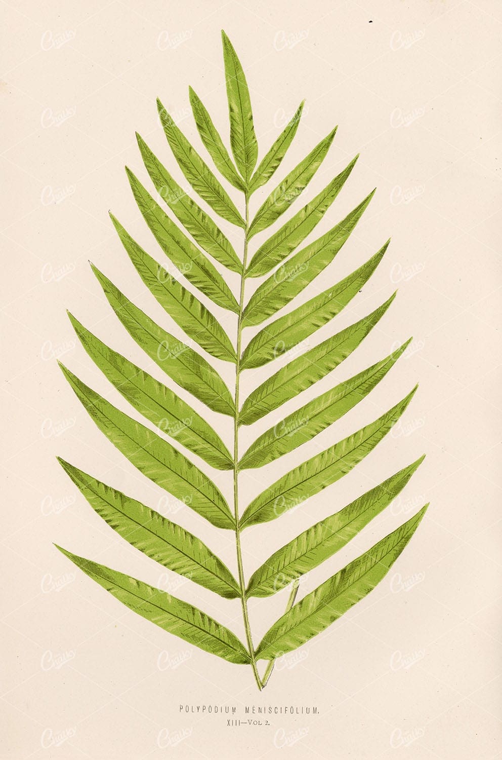 EDWARD LOWE Polypodium Meniscifolium Fern Art Stock Image Plate XIII - Botanical - Century Library