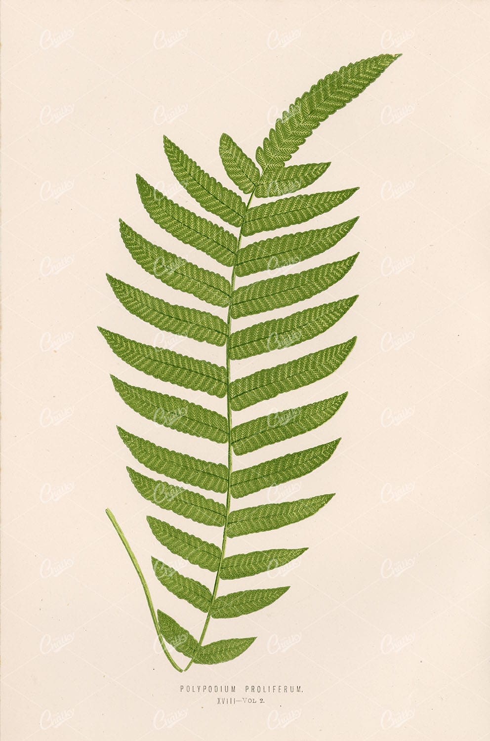 BOTANICAL Edward Joseph Lowe Polypodium Proliferum Vintage Stock Image XVIII - Botanical - Century Library