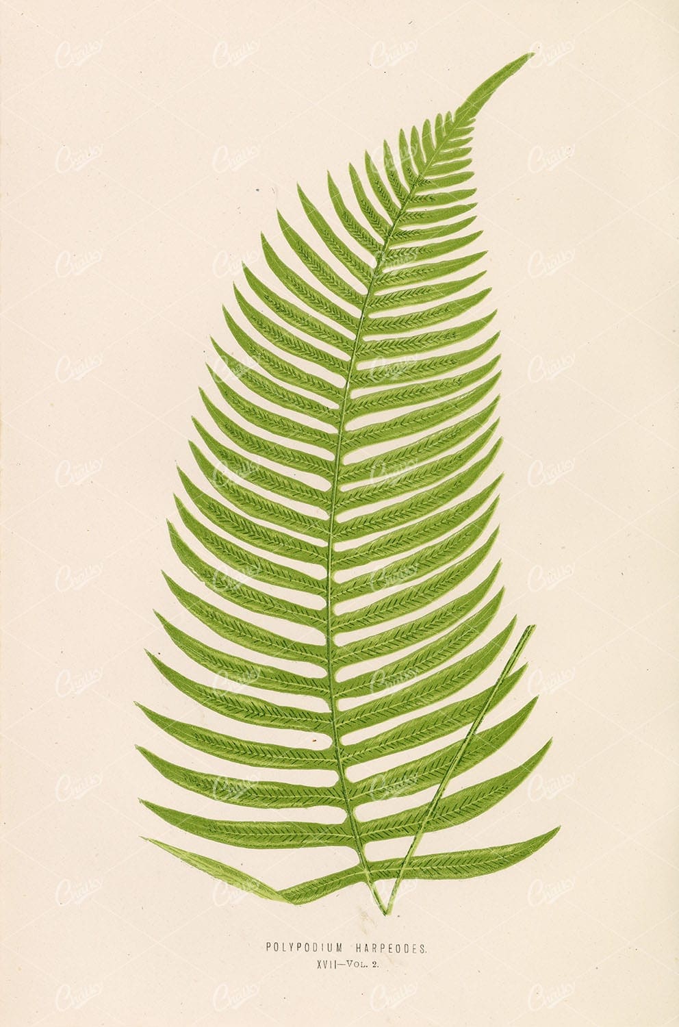 BOTANICAL Polypodium Harpeodes Edward Joseph Lowe Plate XVII Vol.2 - Botanical - Century Library