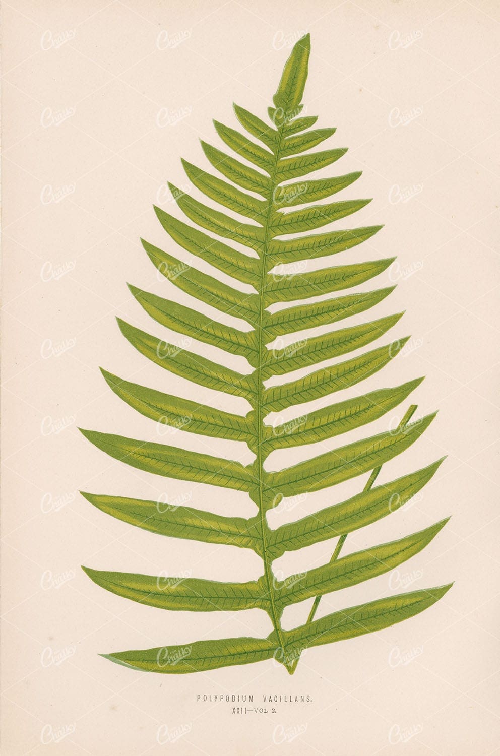 BOTANY Polypodium Vacillans Edware Lowe Plate XXII Vintage Art Stock Image - Botanical - Century Library