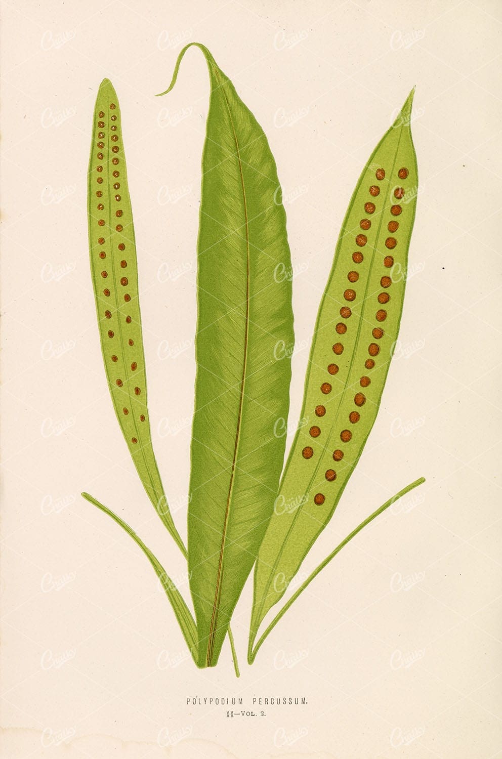 EDWARD LOWE Polypodium Percussum Plate XX Vintage FERN Stock Image - Botanical - Century Library
