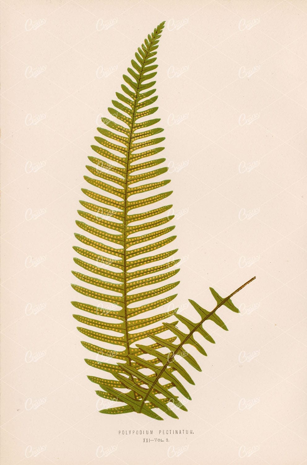 EDWARD LOWE Polypodium Pectinatum Plate XXI Vintage FERN Art Stock Image - Botanical - Century Library
