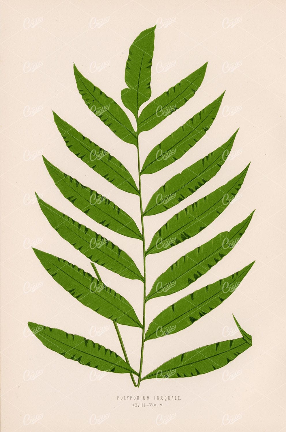 EDWARE LOWE Polypodium Inaequale Vintage Original FERN Art 1856 - Botanical - Century Library