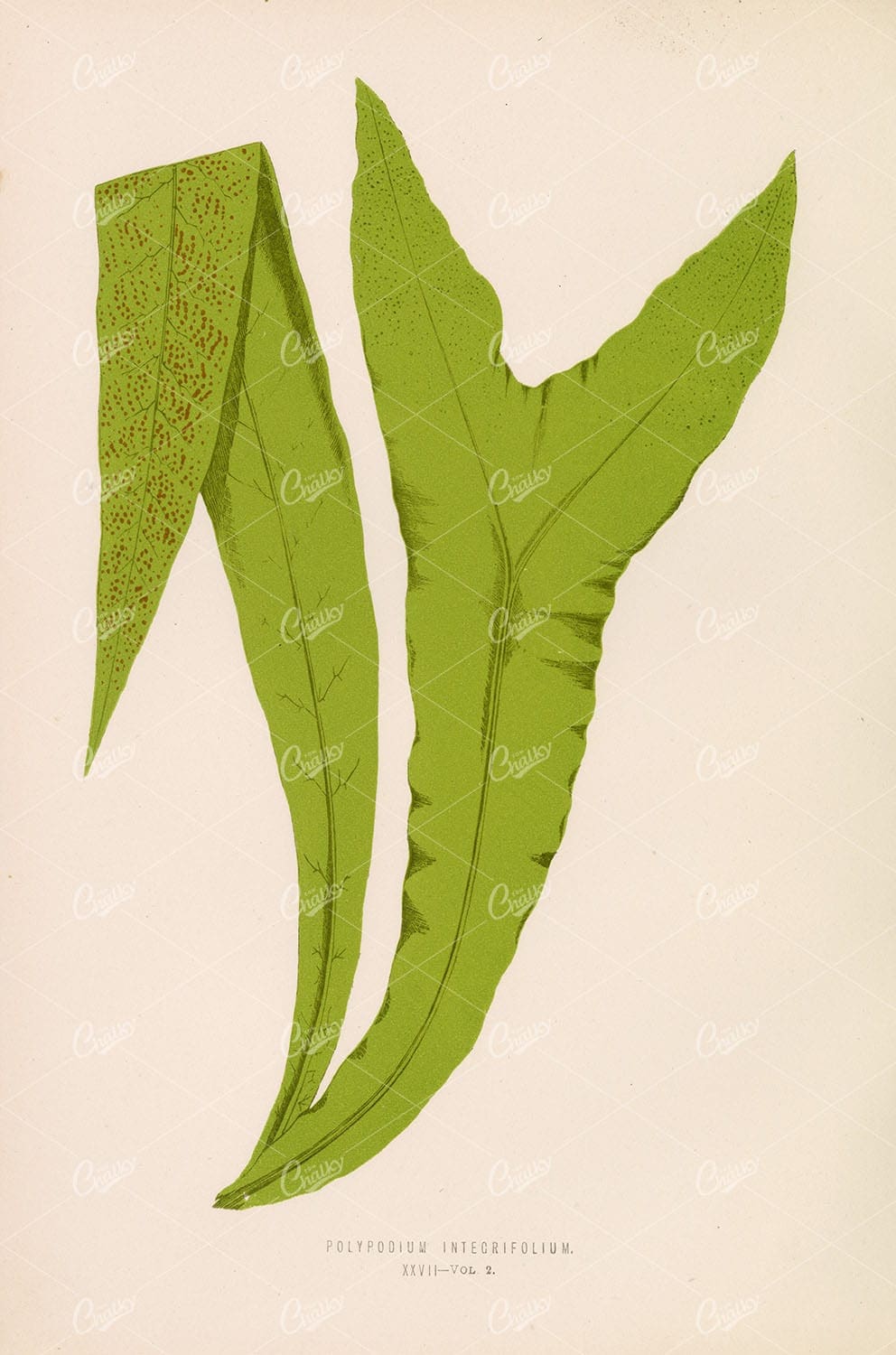 VINTAGE Botanical Art Stock Image Polypodium Integrifolium EDWARD LOWE 1856 - Botanical - Century Library