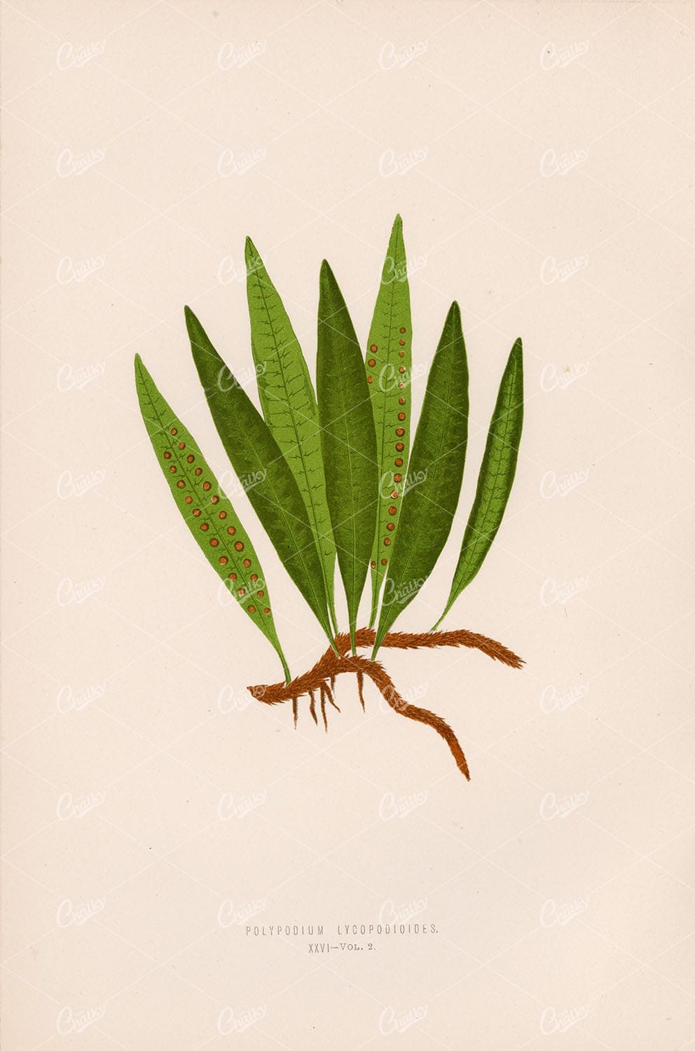 POLYPODIUM Lycopodioides Vintage FERN Art by Edward Lowe 1856 - Botanical - Century Library