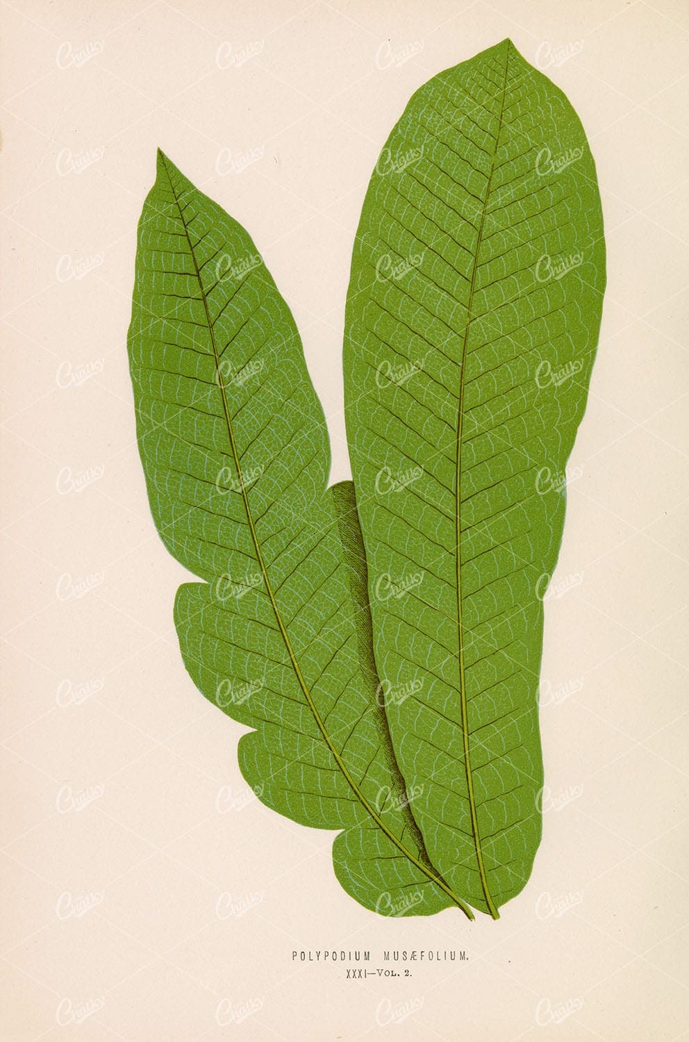POLYPODIUM Musaefolium Vintage FERN Art by Edware Lowe 1856 - Botanical - Century Library