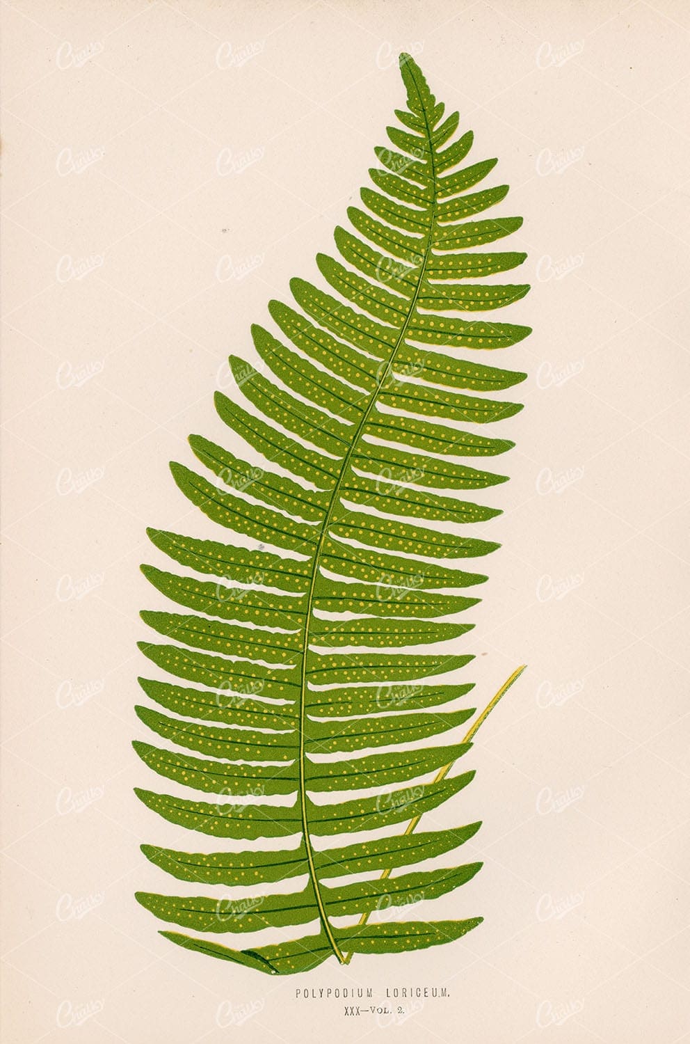 FERNS Polypodium Loriceum Edward Lowe Vintage Original Art 1856 - Botanical - Century Library