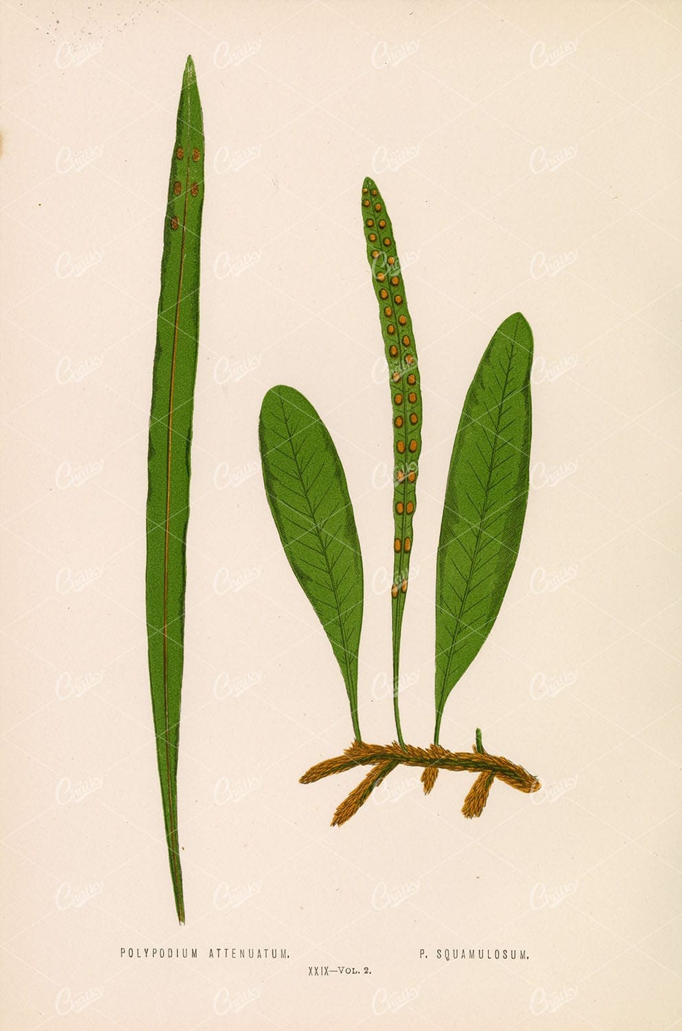 VINTAGE Fern Artwork - Polypodium Attenuatum and Squamulosum 1856 - Botanical - Century Library