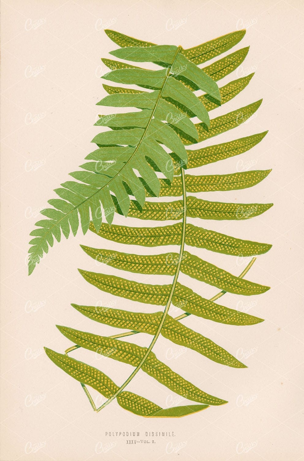 VINTAGE Polypodium Dissimile Edward Joseph Lowe 1856 - Botanical - Century Library