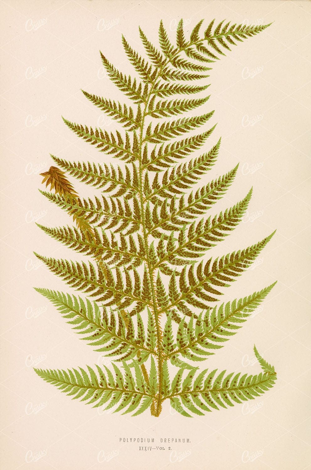BOTANICAL Polypodium Drepanum Edward Joseph Lowe Vintage Art Stock Image 1856 - Botanical - Century Library