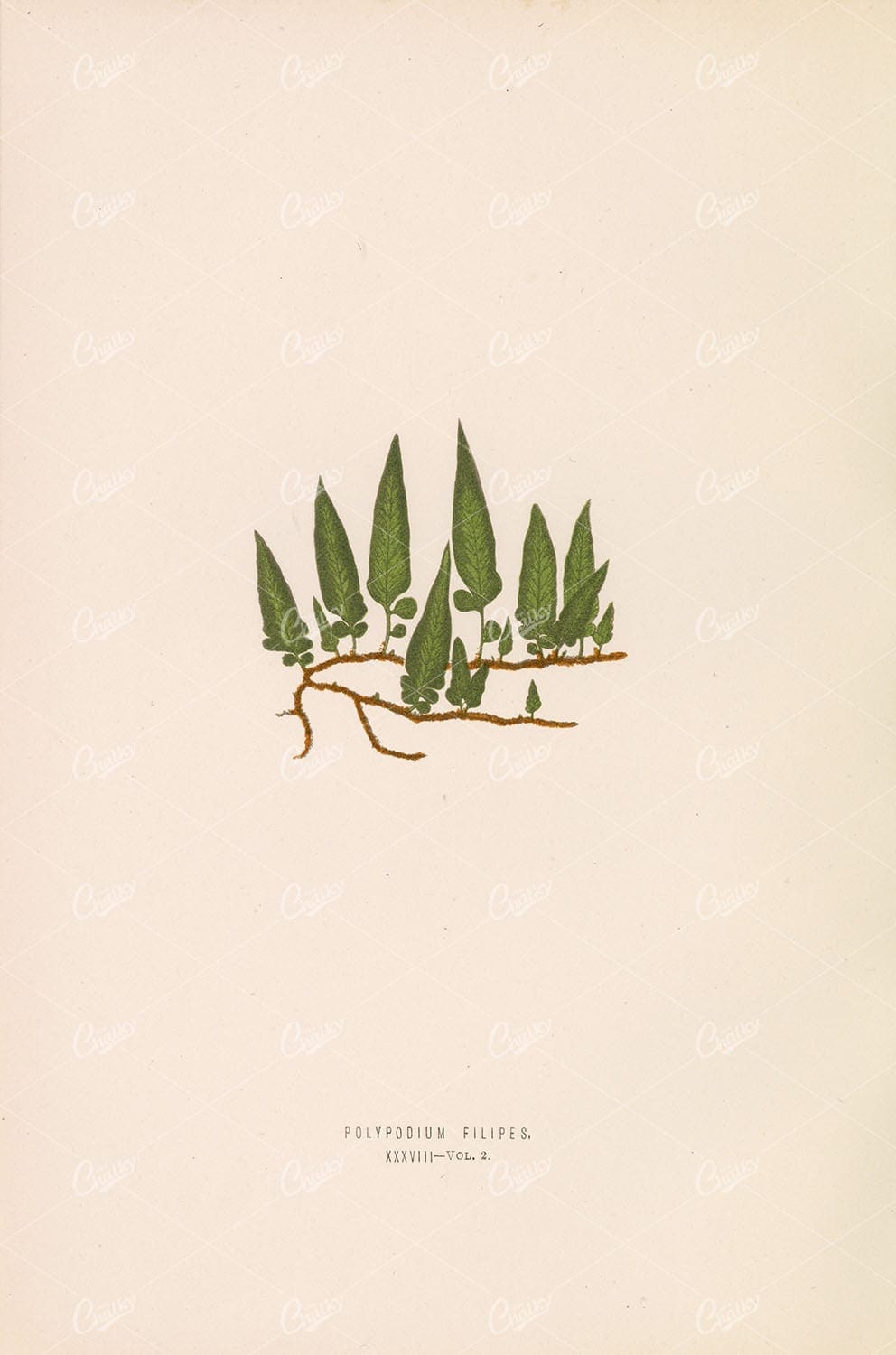 NATURE Polypodium Filipes FERN Stock Image by Edward Lowe 1856 - Botanical - Century Library