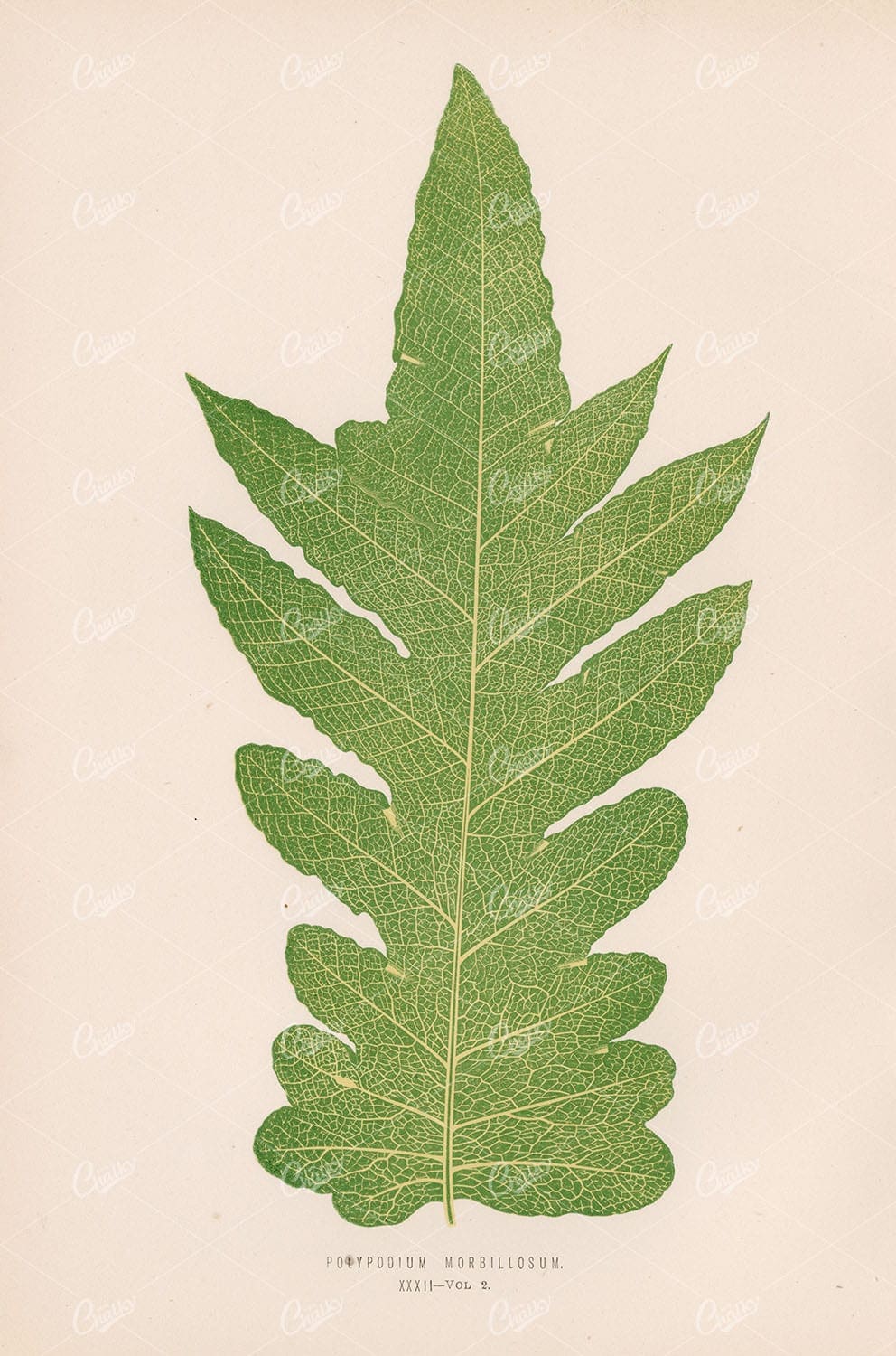 BOTANY Polypodium Morbillosum FERN Stock Image by Edward Lowe - Botanical - Century Library