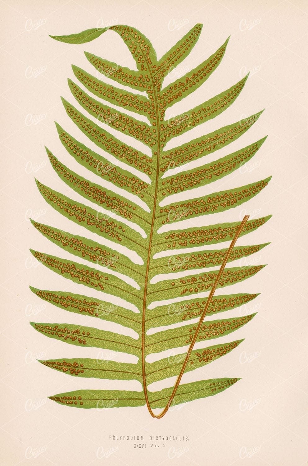 BOTANICAL Polypodium Dictyocallis Edward Lowe Vintage Stock Image 1856 - Botanical - Century Library