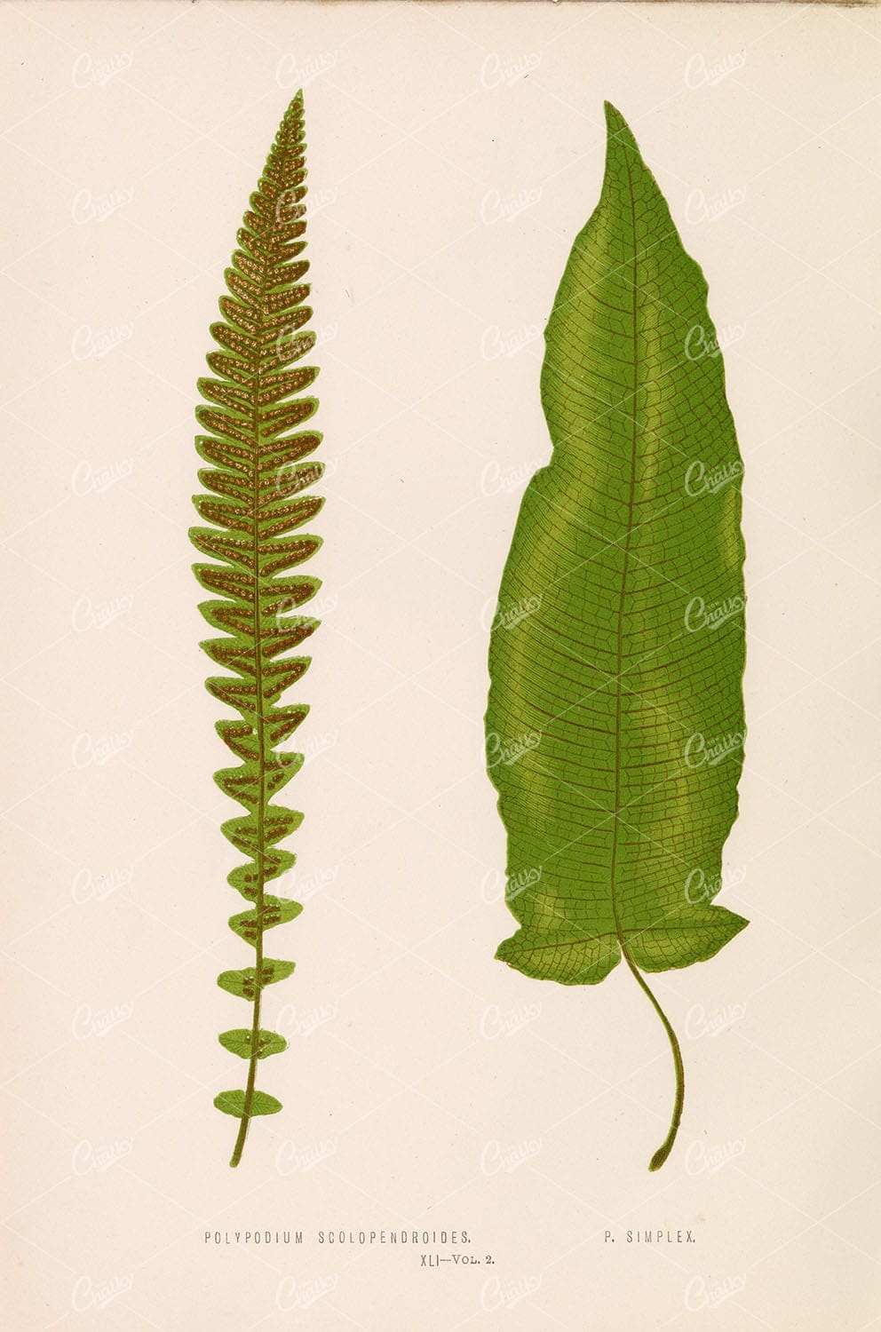 FERNS Polypodium Scolopendroides and Simplex Edward Lowe Art 1856 - Botanical - Century Library