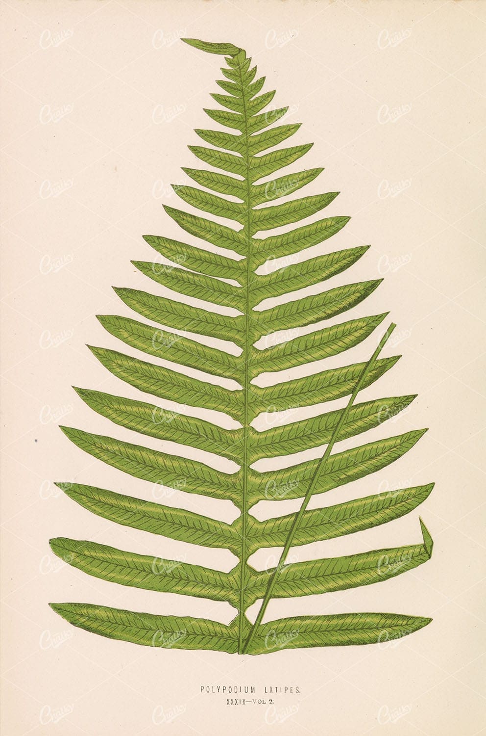 BOTANY Polypodium Latipes Edward Lowe Plate XXXIX Vintage Art Stock Image - Botanical - Century Library