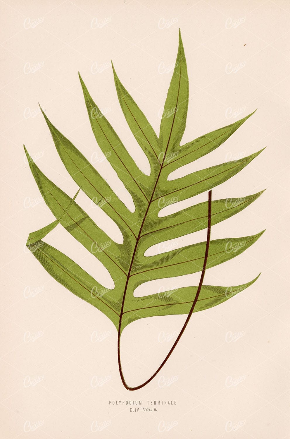 FERNS Polypodium Terminale by Edward Lowe Plate XLIV Vintage Wall Art - Botanical - Century Library