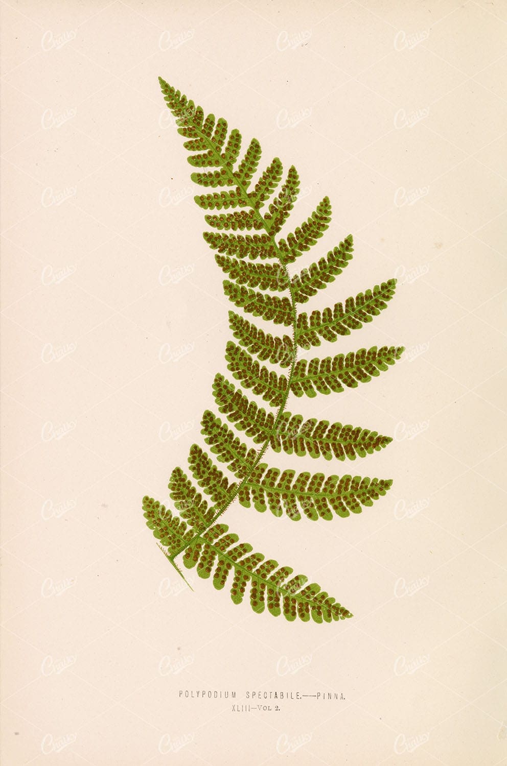LOWE Polypodium Spectabile Pinna Botanical Art Plate XLIII - Botanical - Century Library