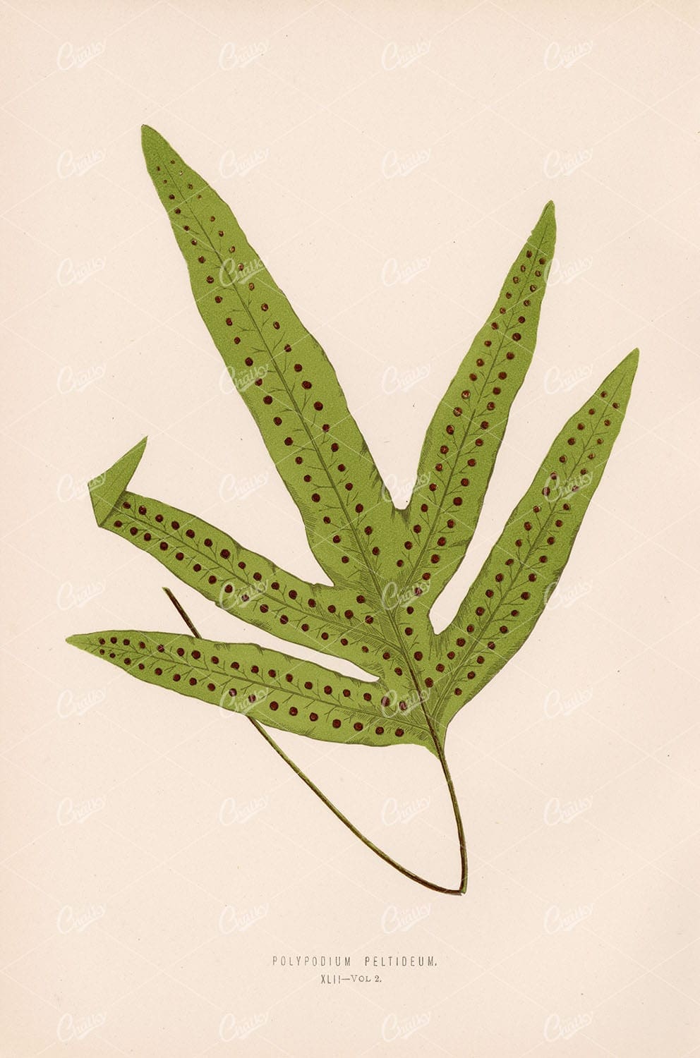 BOTANICAL Art Stock Image Polypodium Peltideum by Edward Lowe 1856 - Botanical - Century Library
