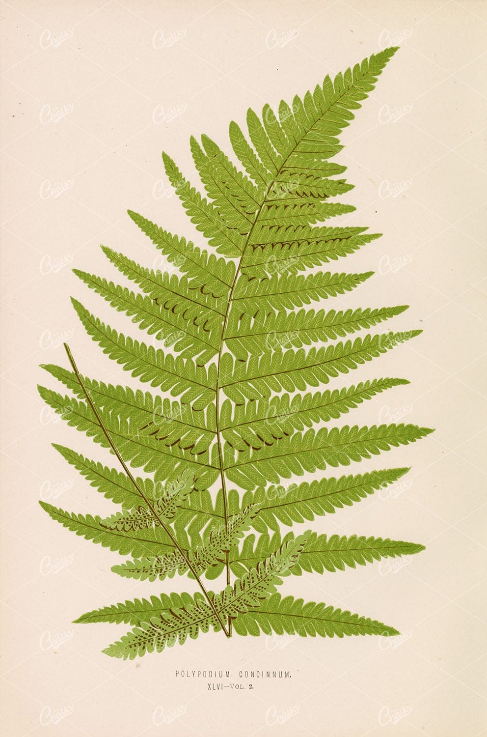 EDWARD LOWE Polypodium Concinnum - Vintage Botanical Wall Art - Botanical - Century Library