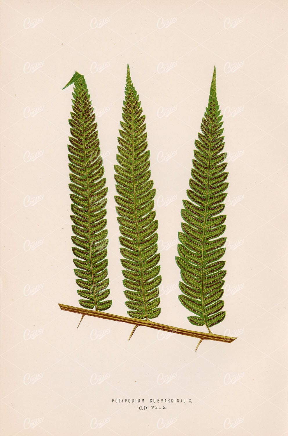 POLYPODIUM Submarginalis Vintage Art Stock Image - Edward Lowe 1856 - Botanical - Century Library