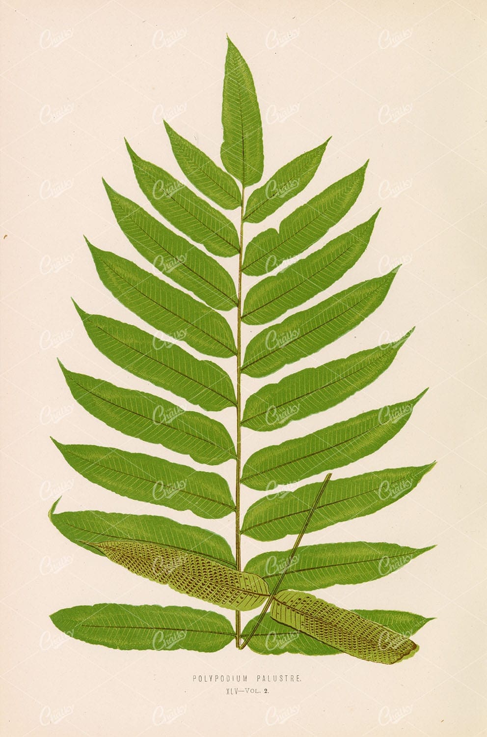 FERNS Polypodium Palustre by Edward Lowe 1856 Vintage Wall Art - Botanical - Century Library