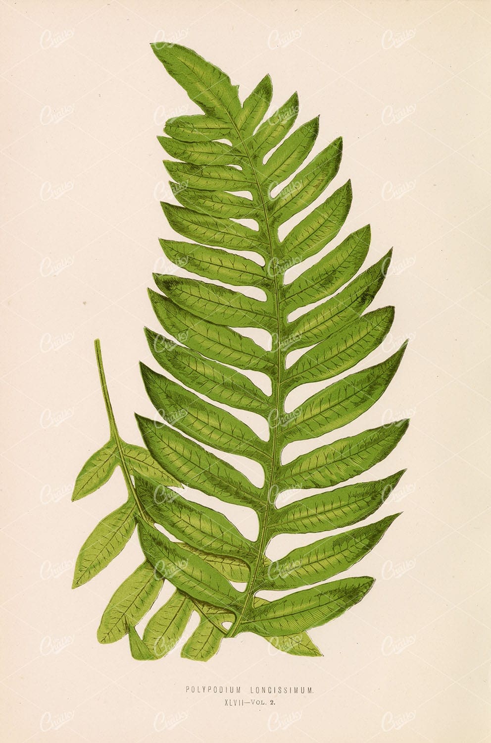 GREEN Botanical Wall Art - Polypodium Longissimum XLVII Edward Lowe - Botanical - Century Library