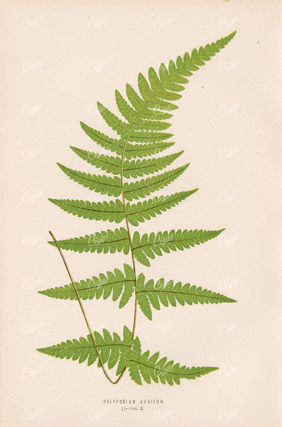 NATURE Polypodium Auritum Wall Art - Exotic Ferns by Edward Lowe - Botanical - Century Library
