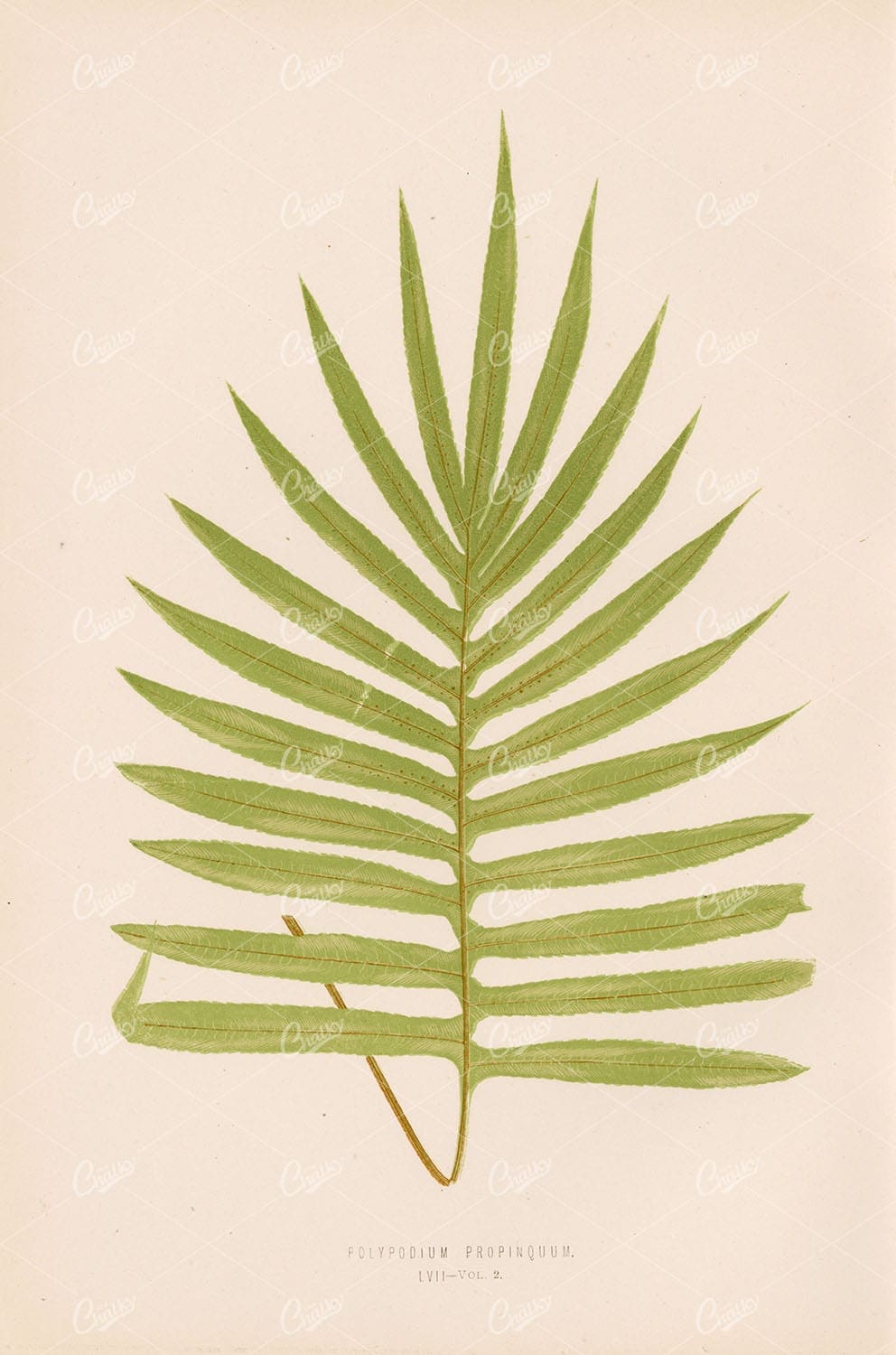 EDWARE LOWE Polypodium Propinquum LVII Vintage Wall Art 1856 - Botanical - Century Library