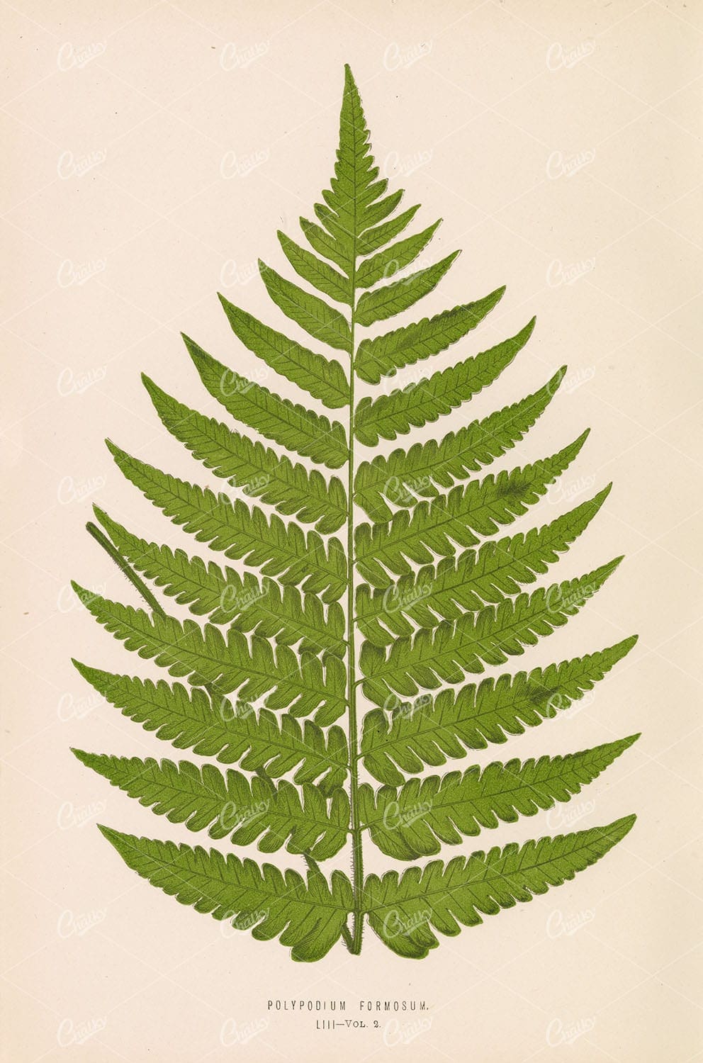 BOTANICAL Polypodium Formosum Fern Wall Art by Edward Lowe - Botanical - Century Library